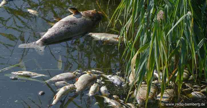 Die Umweltkatastrophe an der Oder gibt weiter Rätsel auf