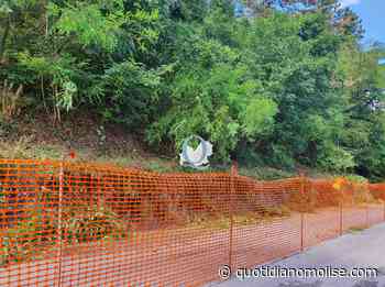 «Campobasso, il taglio dei pini secolari e lo stato di abbandono in cui versa la collina Monforte», la lettera - quotidianomolise.com - Il Quotidiano del Molse