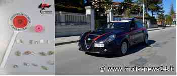 Campobasso, hashish e marijuana pronta allo spaccio: fermato spacciatore - Molise News 24