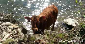 Großer Sachschaden - Jungstier & Kalbinnen auf teurer Feldkirchen-Tour | krone.at - Kronen Zeitung