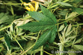 Police bust Palo Alto marijuana grow house - Palo Alto Online