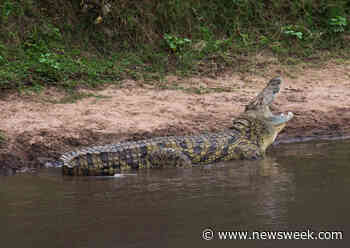 Huge Crocodile Swims by Onlookers With Man's Body in Its Jaws: Police - Newsweek