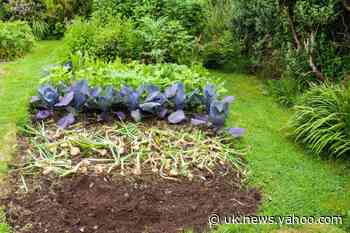 Gardening with Dave Allan: The green, green shoots that will keep your soil healthy next year - Yahoo News UK