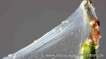 Hortensie hat Spinnmilben: Luftfeuchtigkeit mögen die Tiere nicht