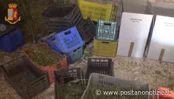 Bari, sequestrati 900 kg di marijuana: la droga era stoccata in una stalla abbandonata - Positano Notizie