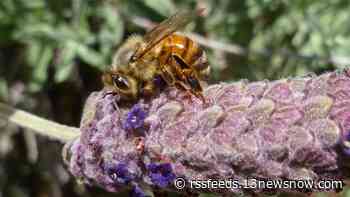 What's the buzz? Summer festivals to be held at Norfolk Botanical Garden
