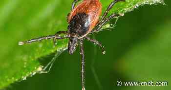 The Easiest Method to Remove a Tick Is One That Doesn't Require Tweezers     - CNET