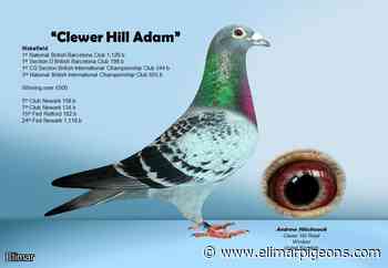 ** Hooyman UK national winning bloodlines ** 2022 Young bird from 1st National Wakefield from best of Hooyman UK Bloodlines - Elimar Pigeon Services