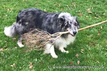 Can you help Smokey? Fundraiser for Wakefield dog who needs snout surgery - Wakefield Express