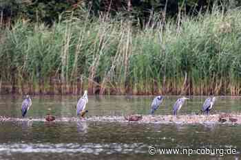 Fischerei - Teichwirte erwarten steigende Preise für Weihnachtskarpfen - Neue Presse Coburg