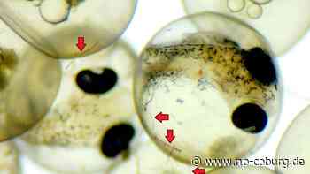 Meere - Mikroplastik: Keine negativen Folgen für Fische - Neue Presse Coburg