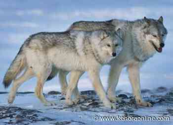 'Malicious intent' suspected in wolf escape, Greater Vancouver Zoo says - KenoraOnline.com