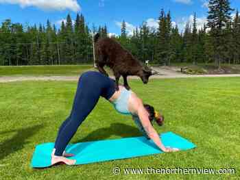 Vanderhoof barn brings goat yoga to northwest B.C. - Prince Rupert Northern View - The Northern View