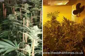 Huge cannabis farm discovered by police in Oldham - The Oldham Times