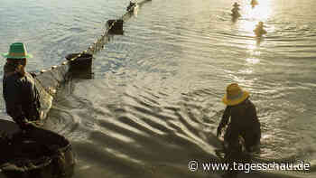 Fischerei in Thailand: Neue Technik für bezahlbares Essen - tagesschau.de