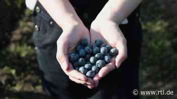 Das passiert, wenn Sie jeden Tag Heidelbeeren essen - vier überraschende Vorteile - RTL Online