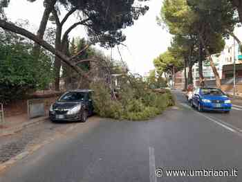 Terni: pesante ramo precipita in viale Tito Oro Nobili - umbriaON