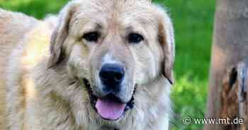 Tier der Woche: Herdenschutzhund Stronzi braucht einen großen Hof - Mindener Tageblatt