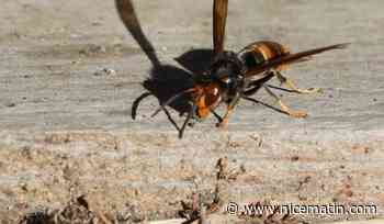 Deux cyclistes hospitalisés en urgence absolue après une attaque de frelons dans la Loire