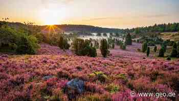 Die Lüneburger Heide blüht - Saison zieht Besucher an - GEO.de