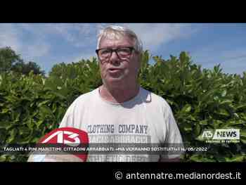 SILEA | TAGLIATI 4 PINI MARITTIMI, CITTADINI ARRABBIATI. «MA VERRANNO SOSTITUITI» - ANTENNA TRE