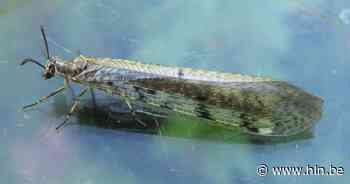 Nieuwkomer in regio: Ruben ontdekt mierenleeuw in achtertuin | Lebbeke | hln.be - Het Laatste Nieuws