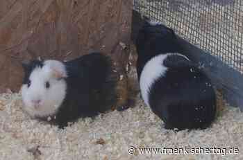 Neue Bleibe für vier „Meeris“ gesucht - Fränkischer Tag