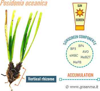 Così la tua crema solare sta minacciando seriamente la Posidonia Oceanica, il polmone blu del Mar Mediterraneo - greenMe.it