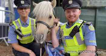 Instagram star Teddy the Shetland Pony wins everyone's heart at Dublin Horse Show - The Irish Times
