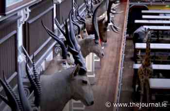 'It's wonderful to be back': Dublin's Dead Zoo booked out just weeks after reopening - TheJournal.ie