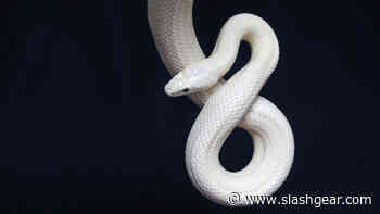 This Crazy Technology Is Making Snake Cyborgs A Reality