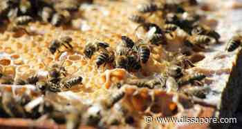 Massa Carrara, una tempesta disperde decine di famiglie di api - dissapore