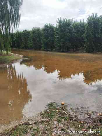 Maltempo, campi sott'acqua a Massa Lombarda, Conselice e Lugo: "Ora il clima è tropicale" - CorriereRomagna