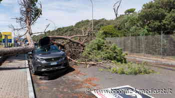 Tromba d'aria a Marina di Massa, crollano diversi alberi - TGCOM