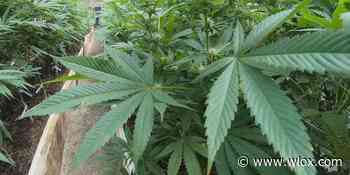 UPDATE: Mississippi on track to have medical marijuana industry up and running by year’s end - WLOX