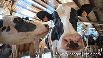 Gurugram administration bans transport of cattle in connection with lumpy skin disease - Deccan Herald