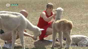 Babyborrel voor alpaca's in Bocholt - TV Limburg