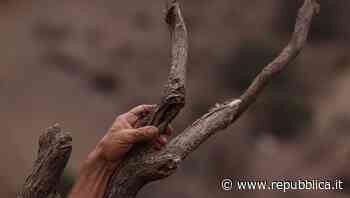 L'Ispra: "L'impatto della desertificazione evidente sul 28% del territorio dell'Italia" - la Repubblica