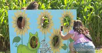 Sunflower fans and selfie enthusiasts flock to Salisbury, N.B. festival