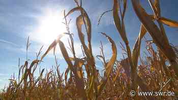 Mannheim: Bauern in Not durch Trockenheit und Hitze - SWR Aktuell