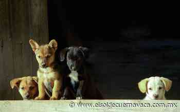 México lidera cifras de animales sin hogar - El Sol de Cuernavaca