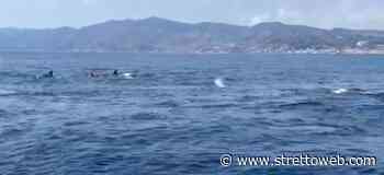 Meravigliosi delfini danzano nello Stretto di Messina | VIDEO - StrettoWeb