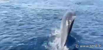 Lo spettacolo dei delfini nello Stretto di Messina, il video - strill.it - Strill.it