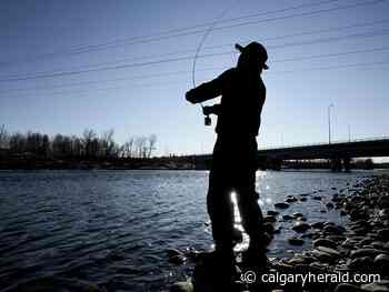 Angling restrictions in heat-stressed Bow, other rivers take effect Saturday - Calgary Herald