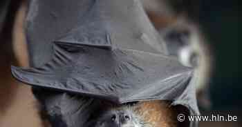 Brussel zet vleermuizen in de kijker met 5 evenementen - Het Laatste Nieuws