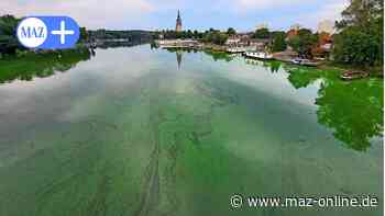 Potsdam: Grünes Havel-Wasser und fauliger Geruch: Verwaltung gibt Entwarnung | Blaualgen - Märkische Allgemeine Zeitung