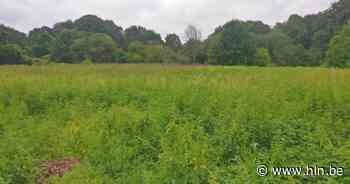 Els Ampe niet akkoord met bouwproject op Donderbergsite - Het Laatste Nieuws