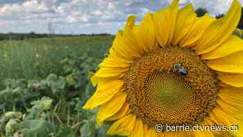 Laura's Farm Stands up for the Barrie Food Bank - CTV News Barrie