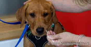 Police take DNA swabs from dogs to tackle rising pet crime - Hull Live