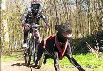 Caudry : Au canicross club, les exploits sont nombreux ! -  L'Observateur